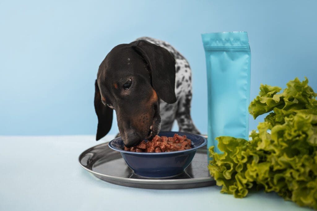perro comiendo