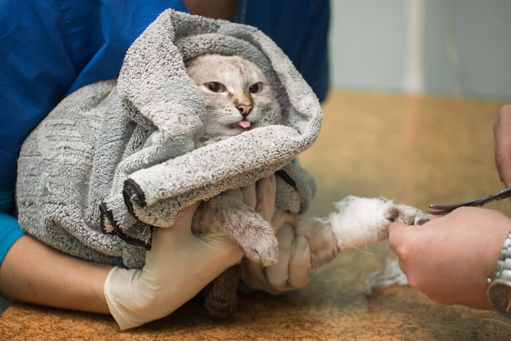 gato enfermo