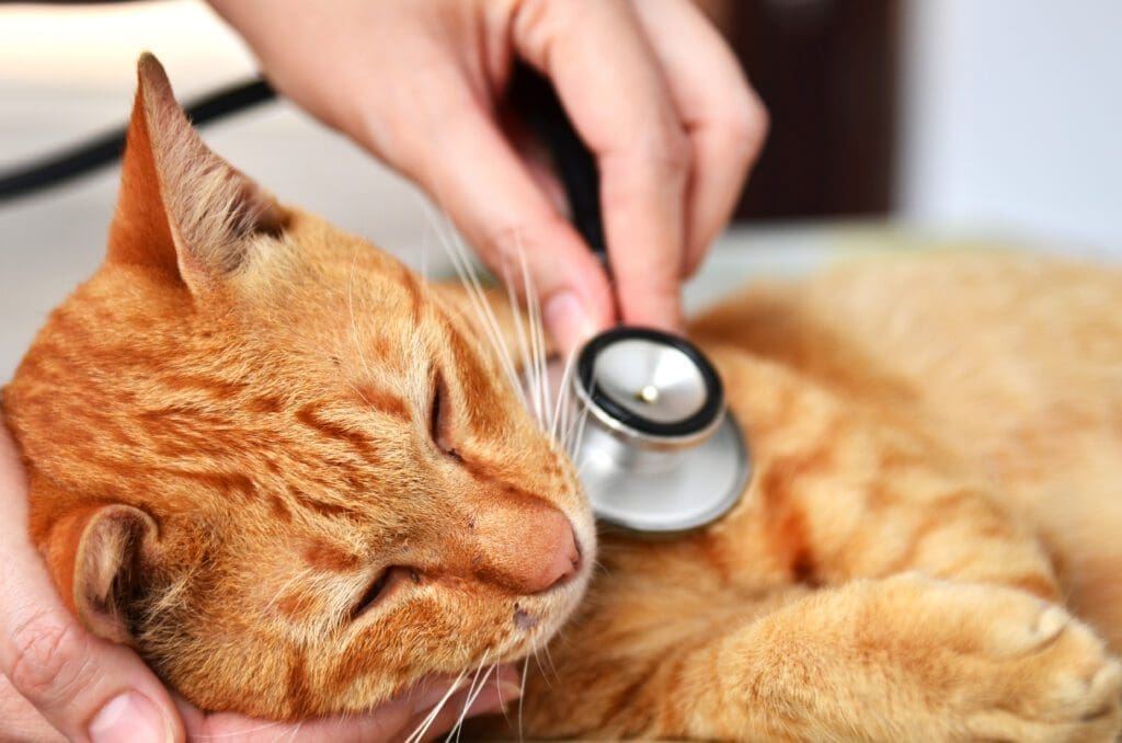 gato en consulta veterinaria