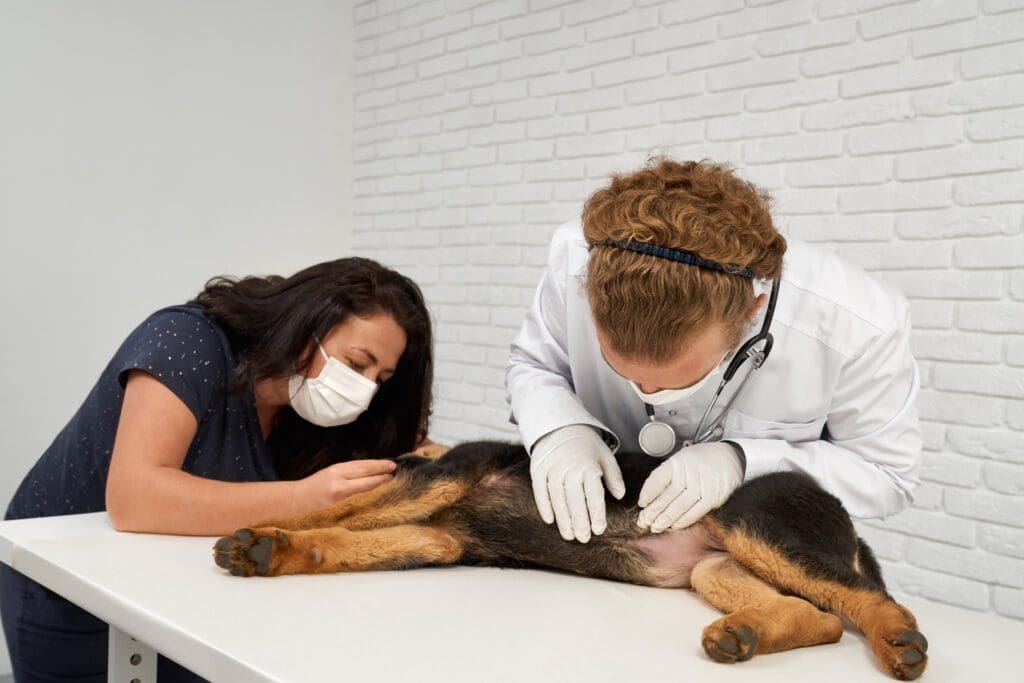 veterinario revisando perro