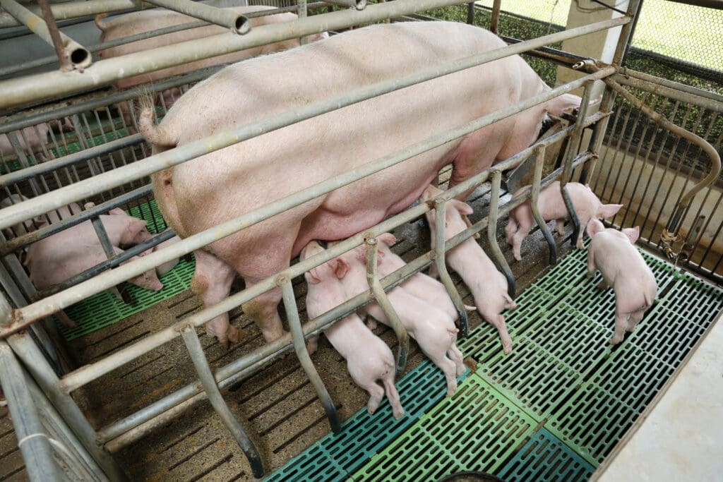 Granja de cerdos - Pasión Veterinaria
