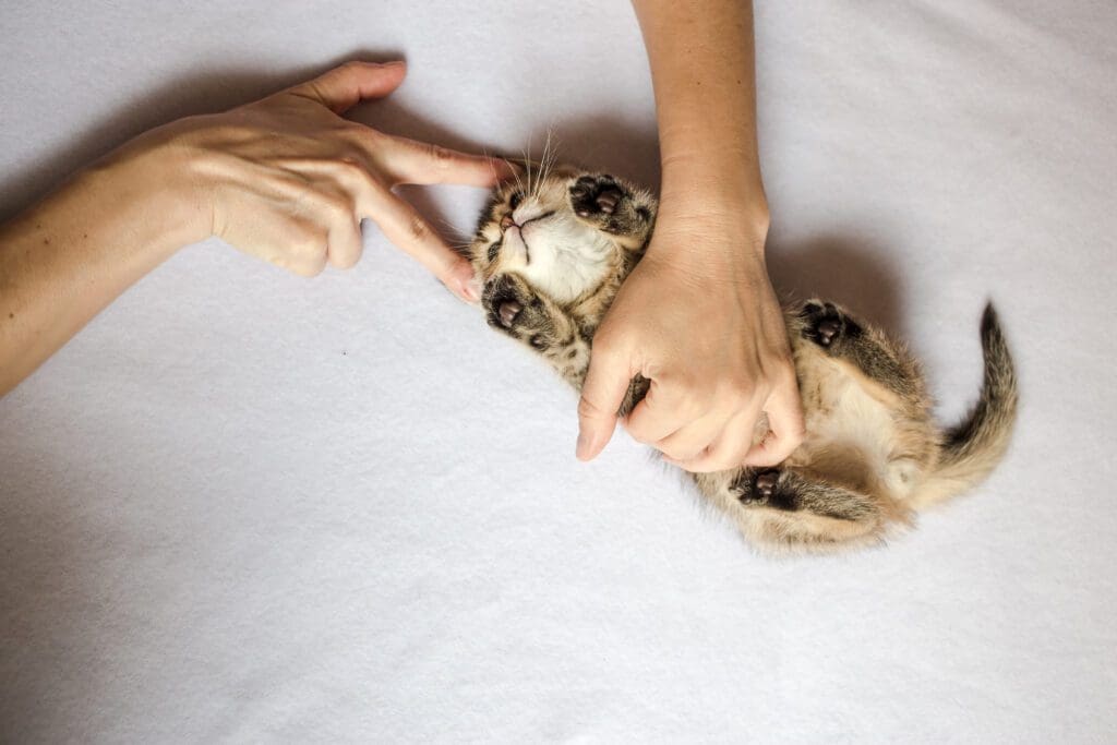 primeros auxilios para gatos