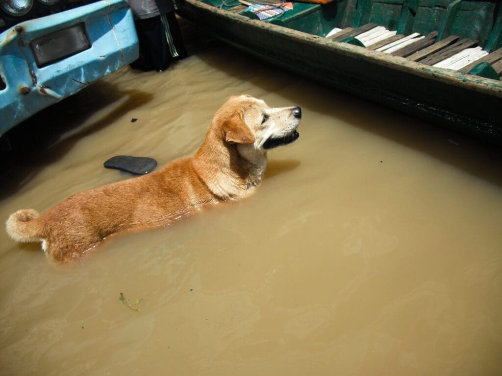 perro en una inundación