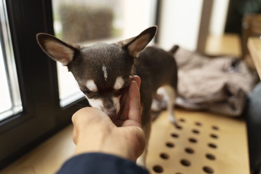 perro lamiendo mano