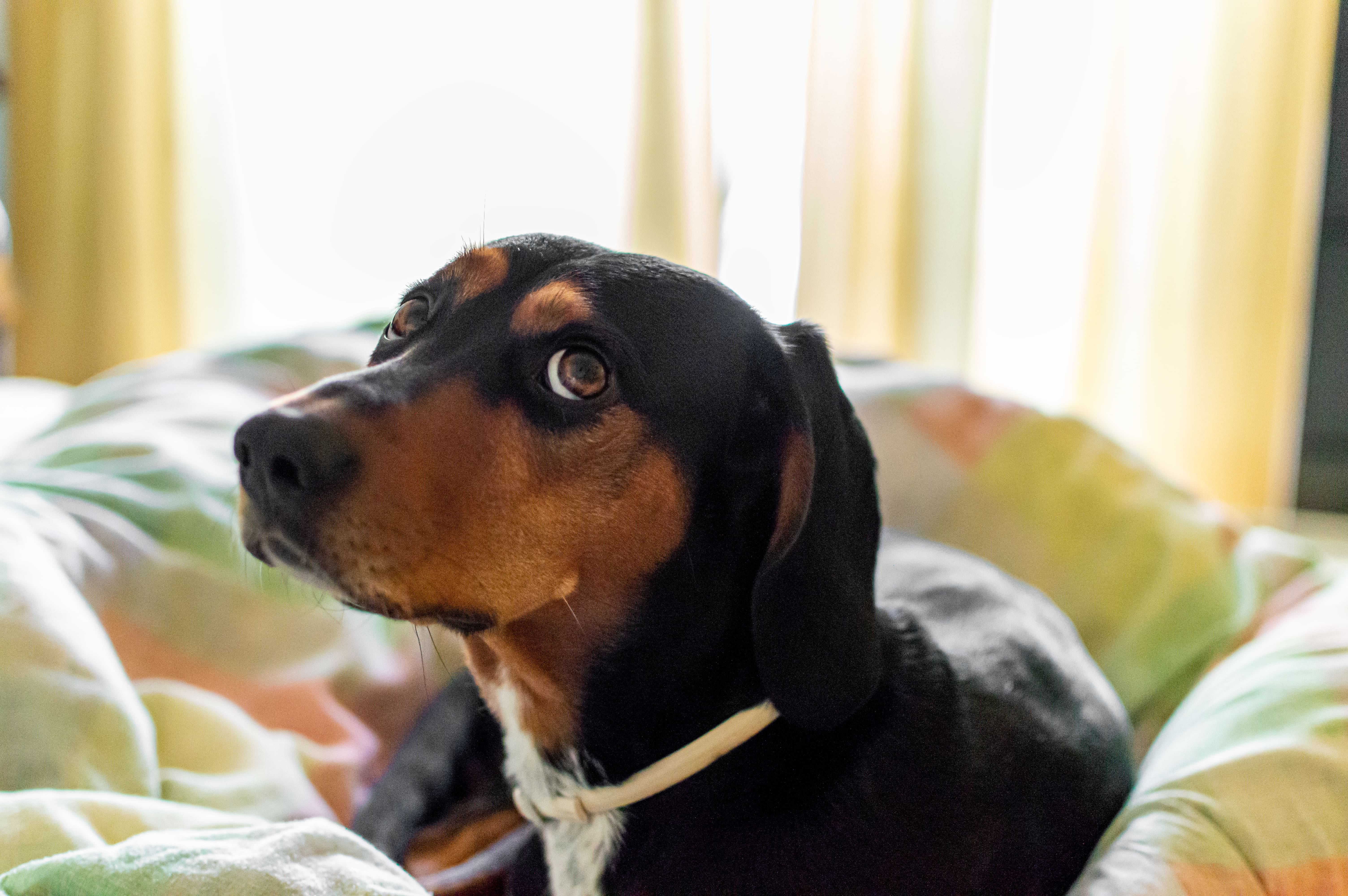 perro con mirada triste