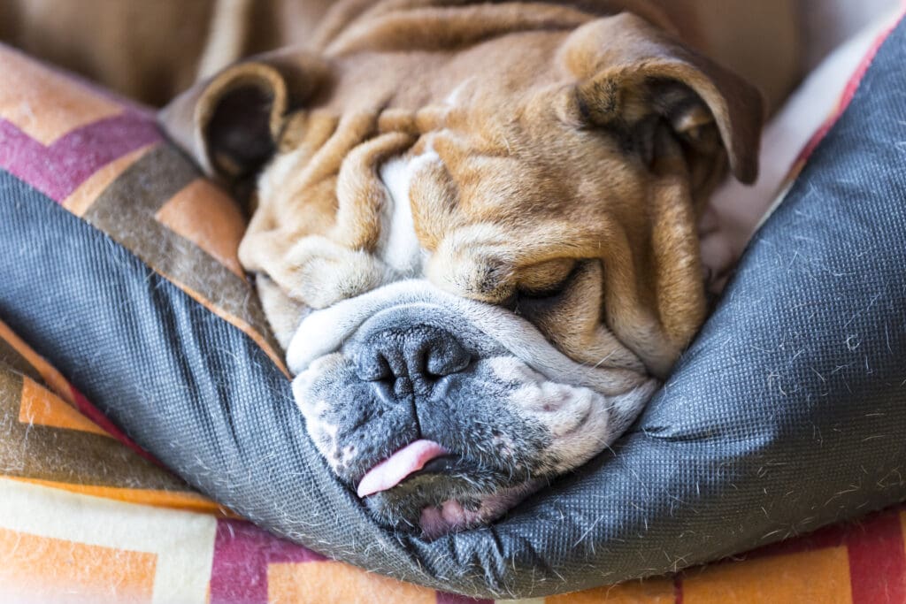 bulldog durmiendo