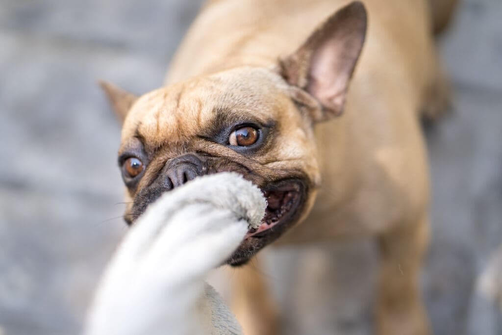 perro jugando con una media