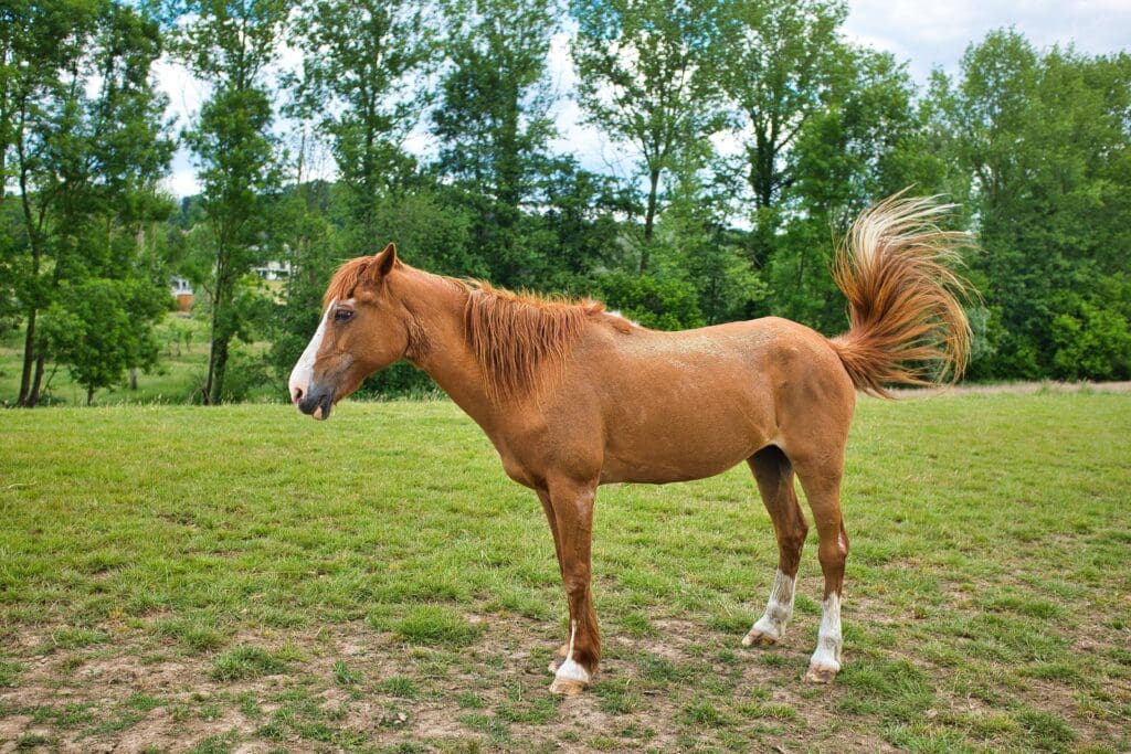 Caballos