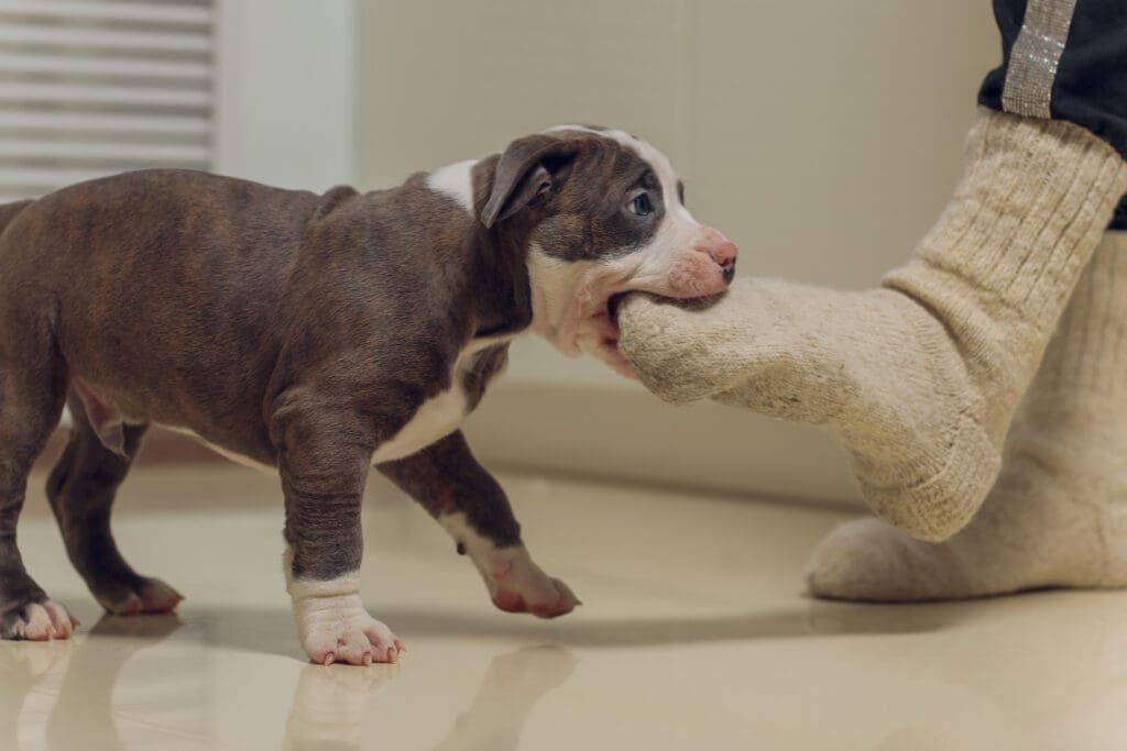 perro mordiendo una media