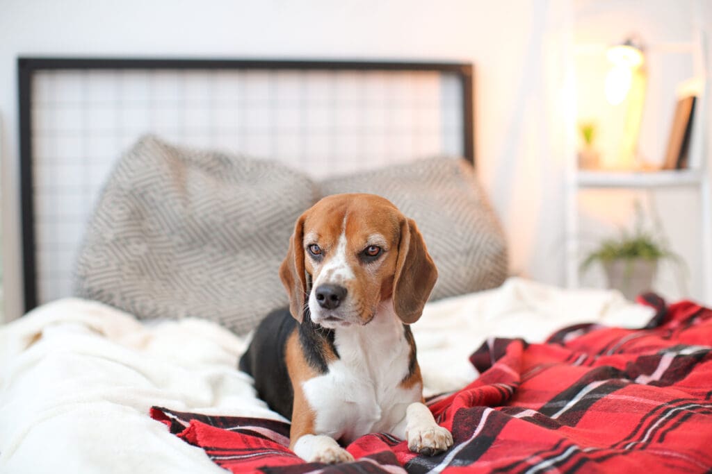perro beagle en cama
