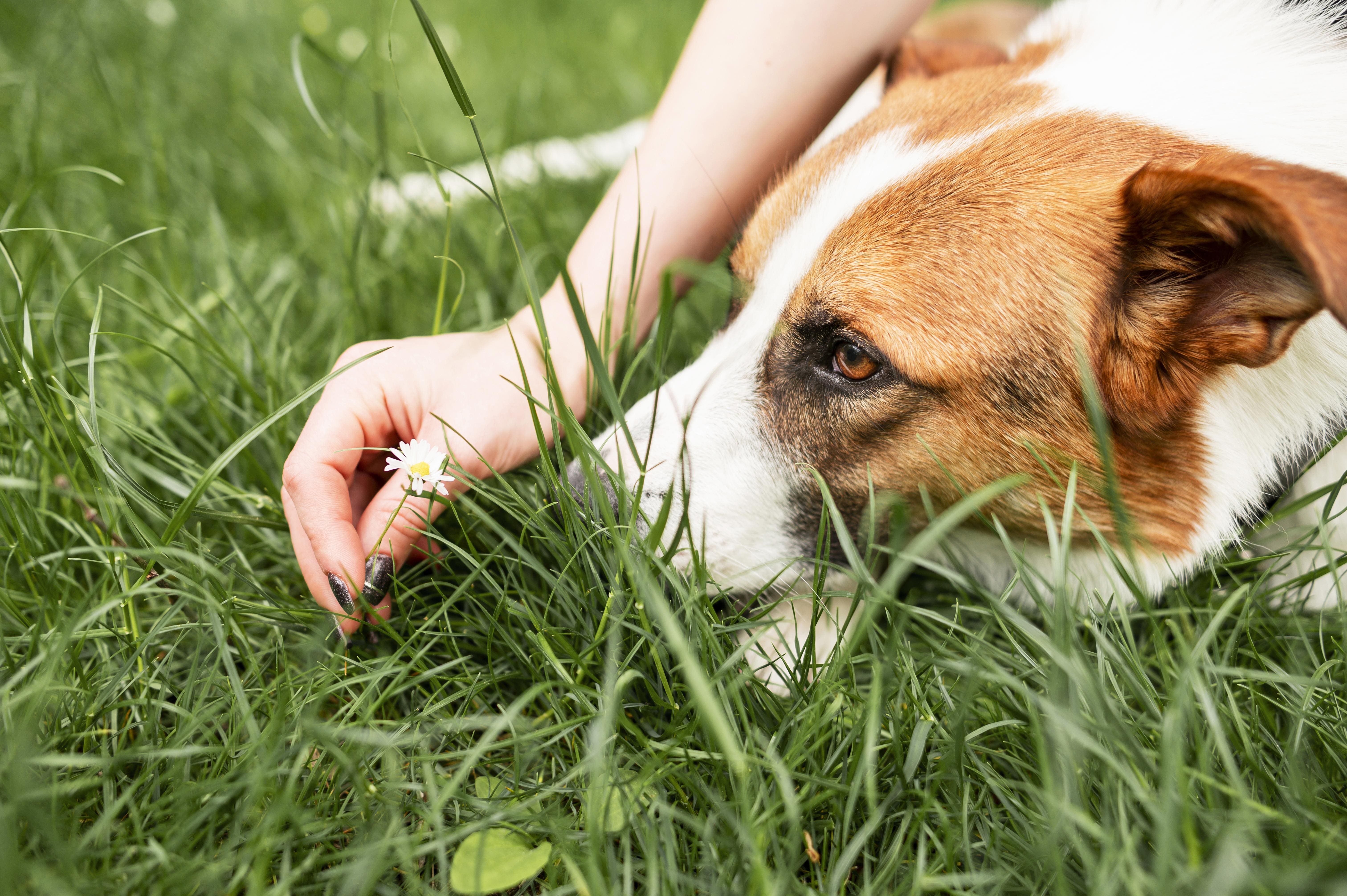 perro de cerca comiendo pasto