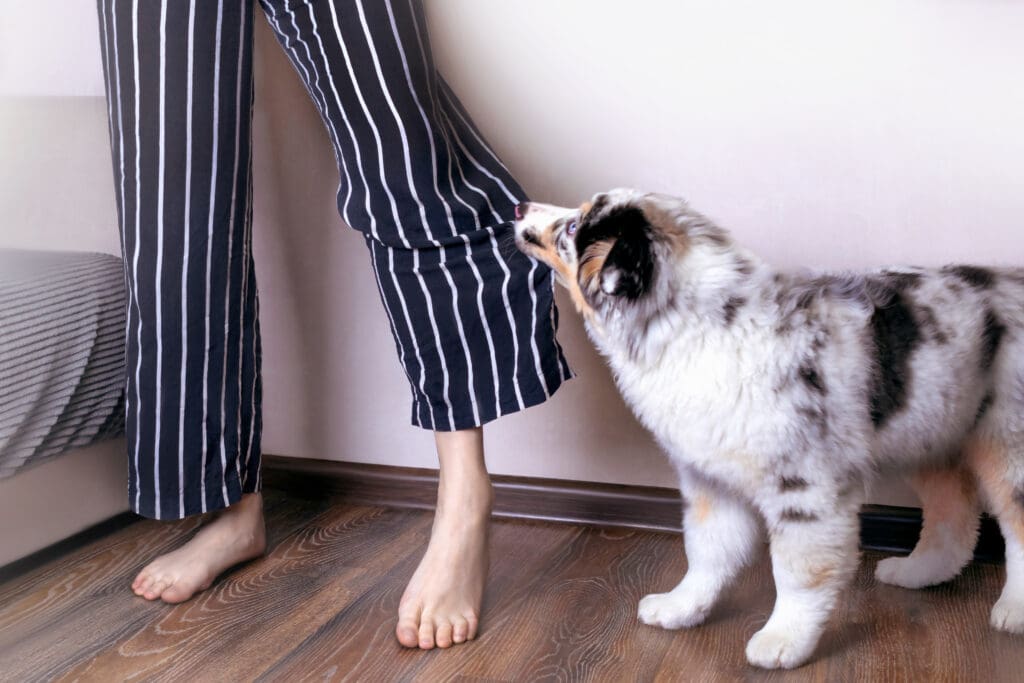 perro mordiendo pijama