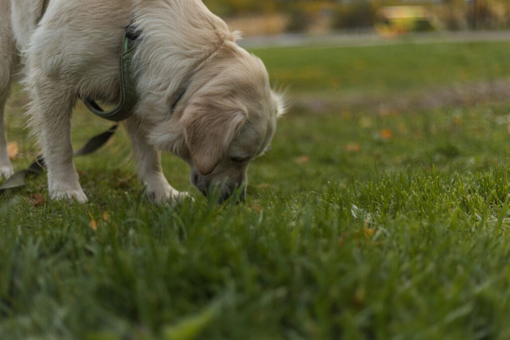 perro en el parque