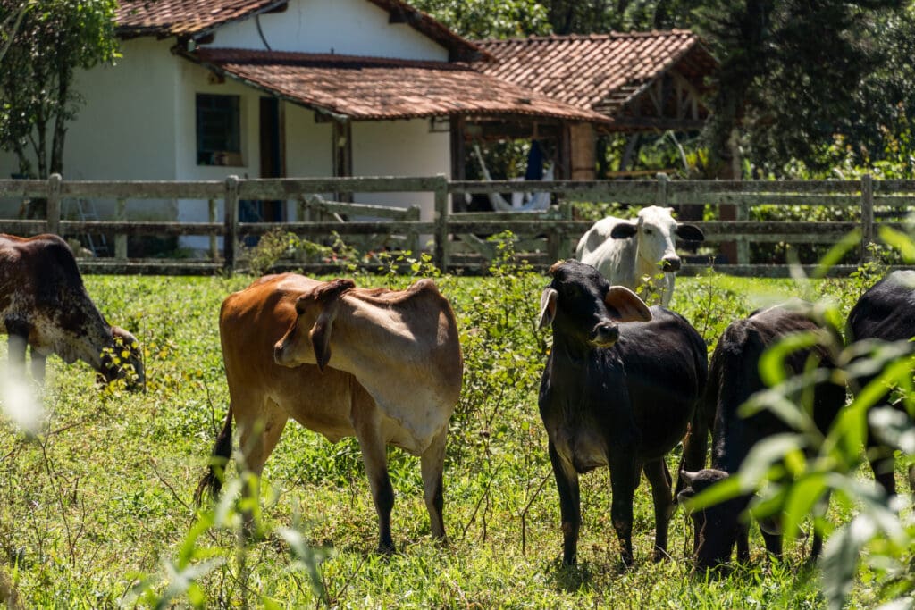 Razas de vacas -Pasión Veterinaria
