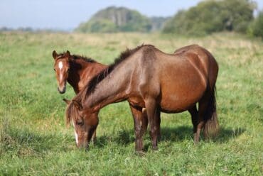 🐴 ¿Cómo se manifiesta el celo en las yeguas? Señales, fisiología y claves para una inseminación efectiva