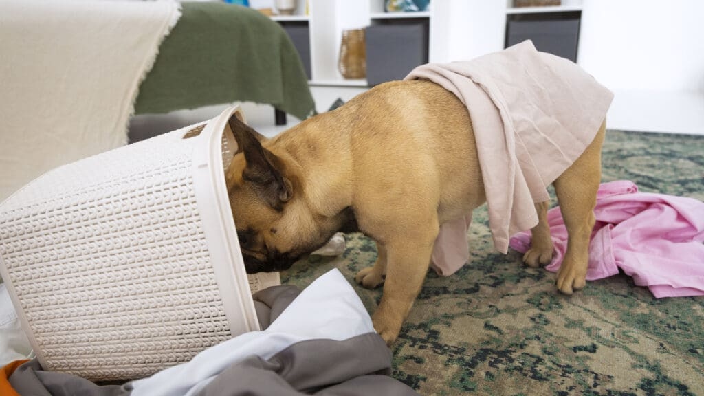 perro haciendo daños en casa