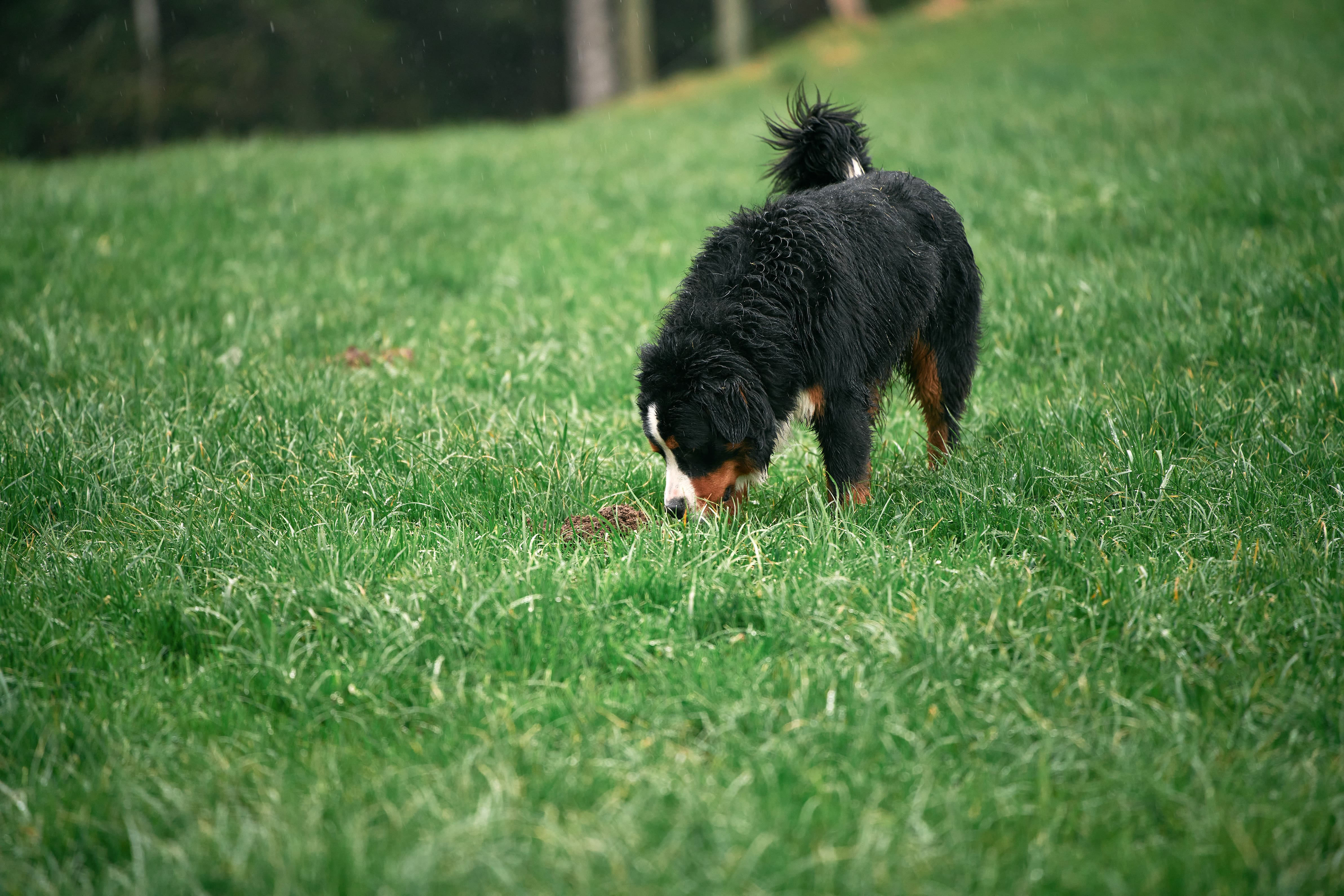 perro comiendo pasto