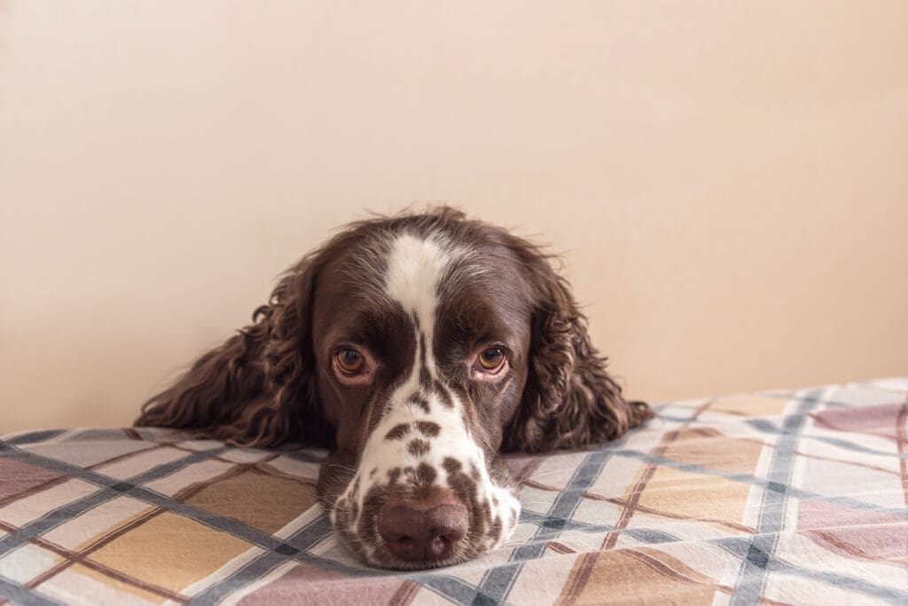 perro triste en cama