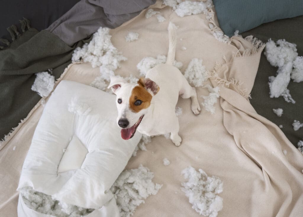 perro destruye su cama