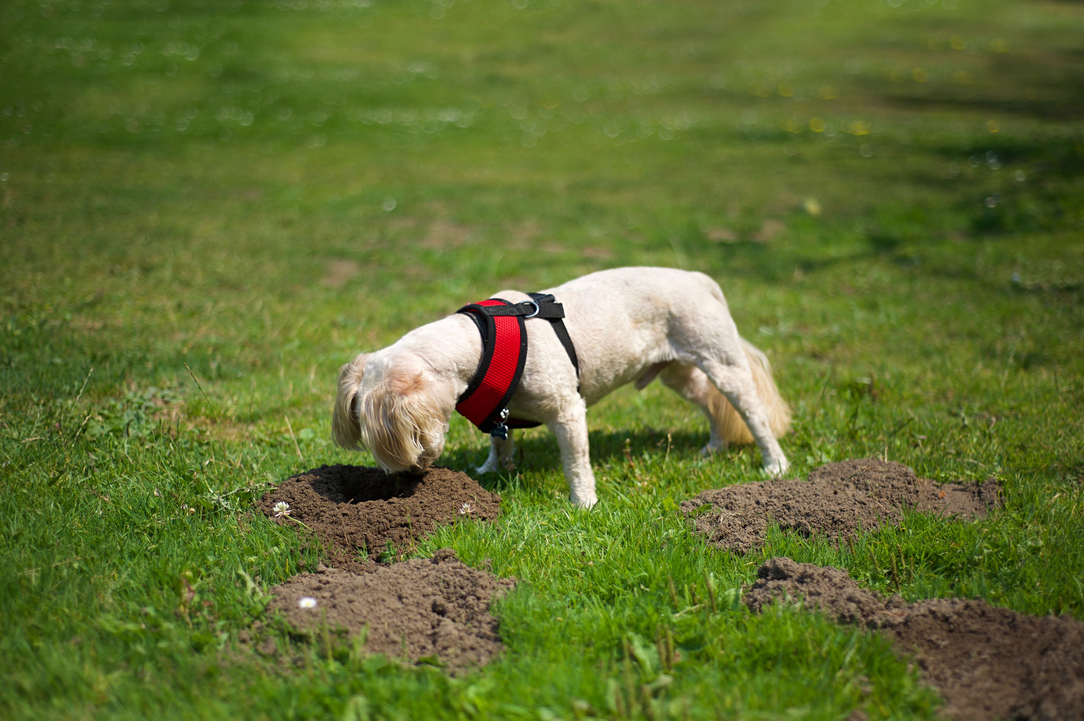 perro haciendo un hueco