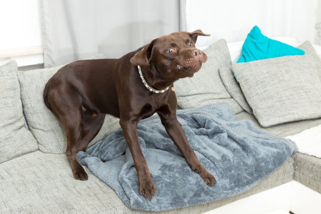 perro rasca su cama