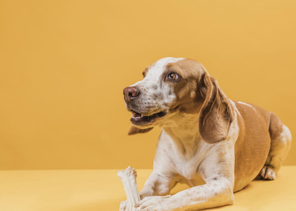 perro comiendo un hueso