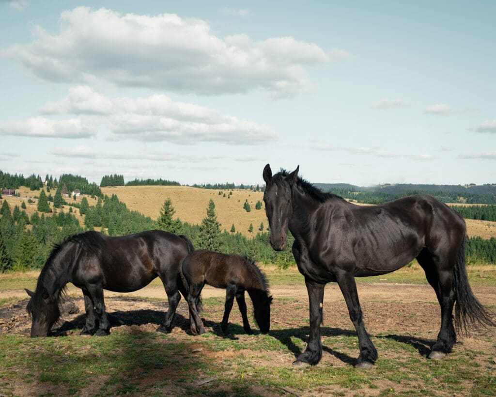 Caballos 