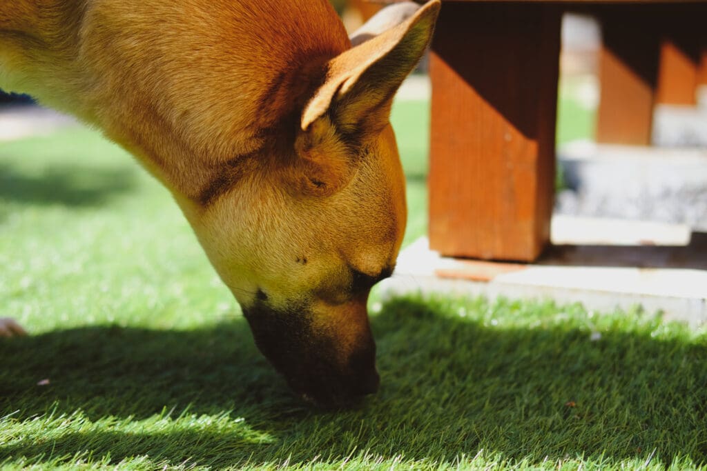perro oliendo el pasto