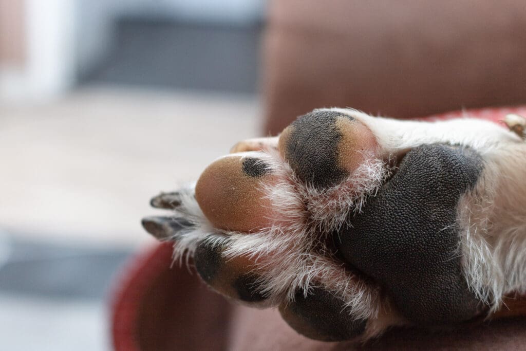 pata de perro