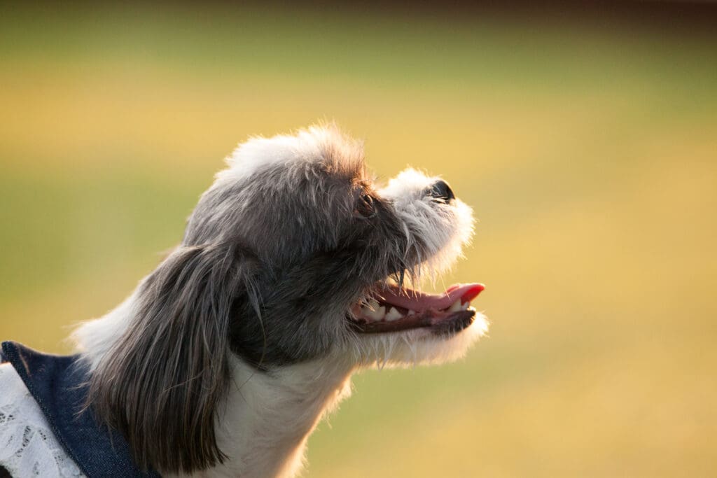 primer plano de perro jadeando