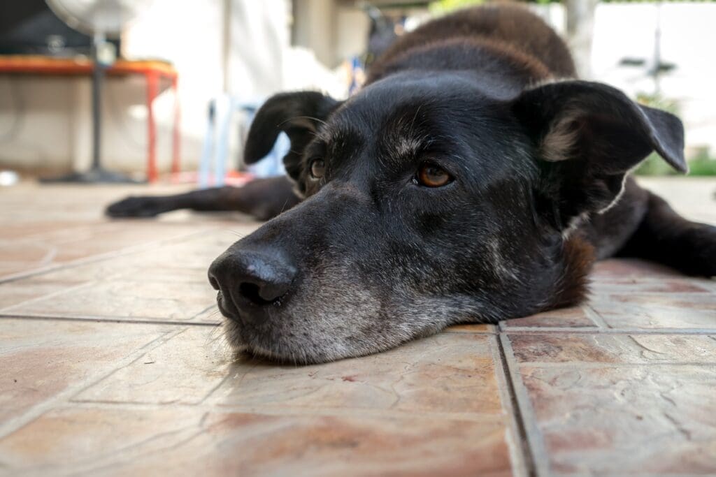 perro mayor acostado