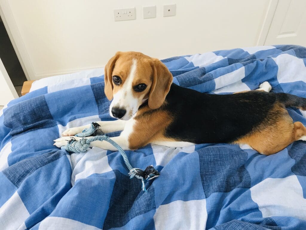 beagle en la cama