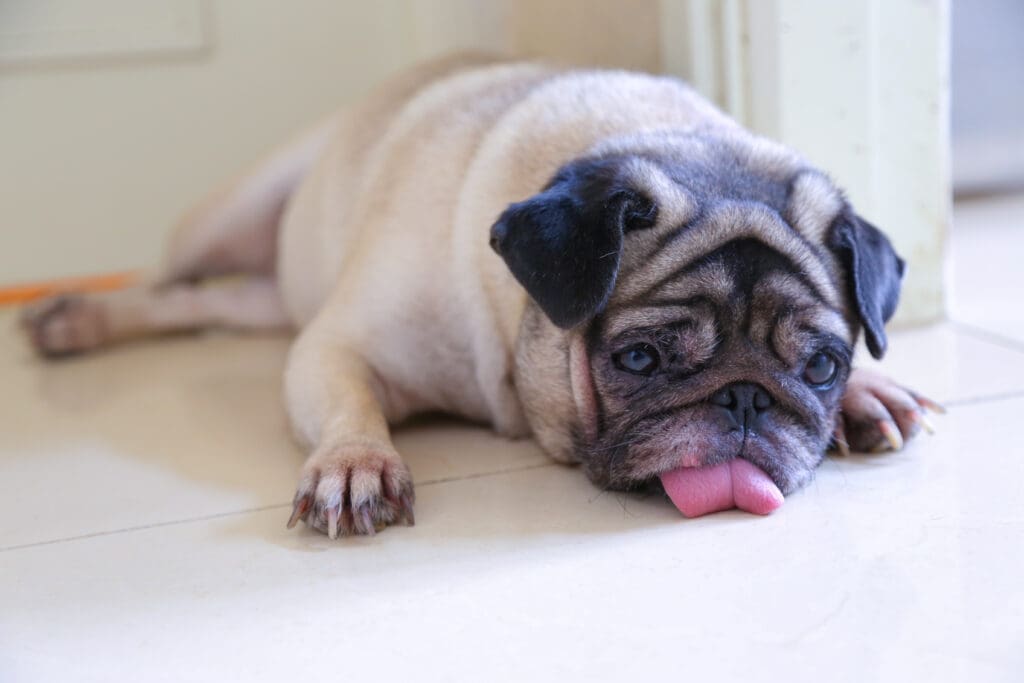 perro triste acostado