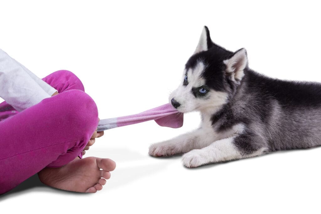 perro mordiendo media