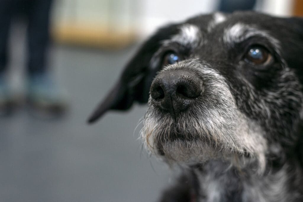 perro mayor de frente