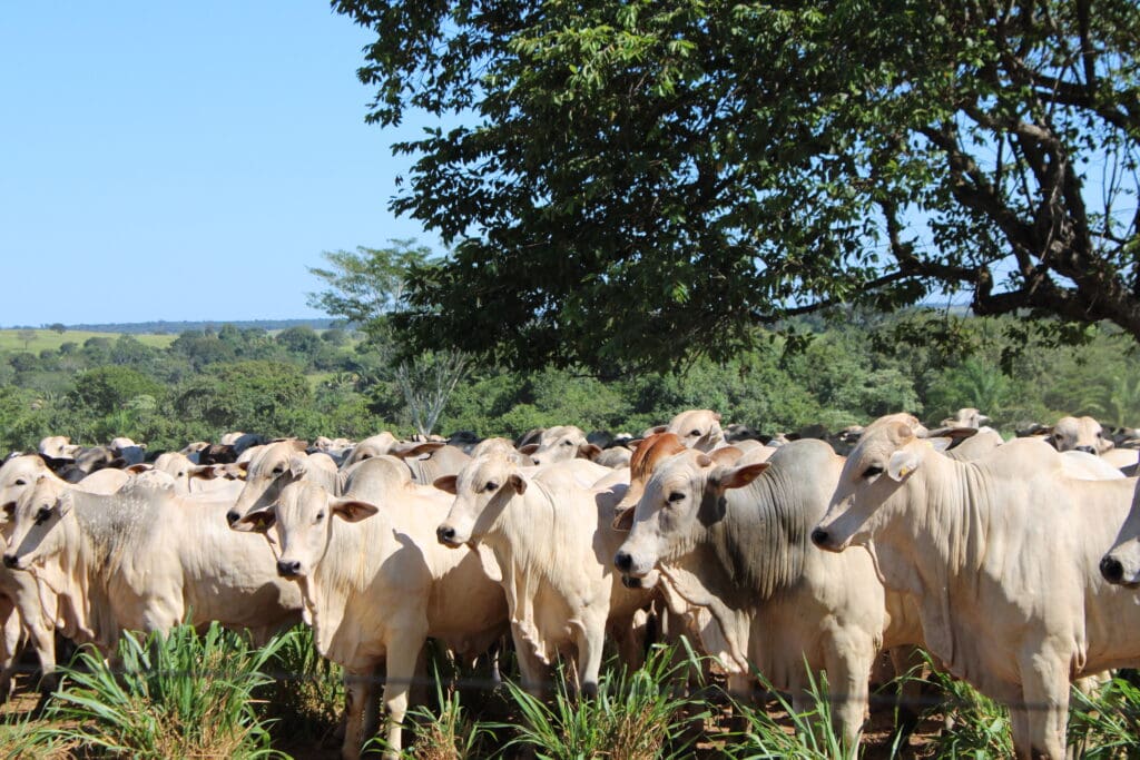 Razas de vacas Nelore -Pasión Veterinaria 