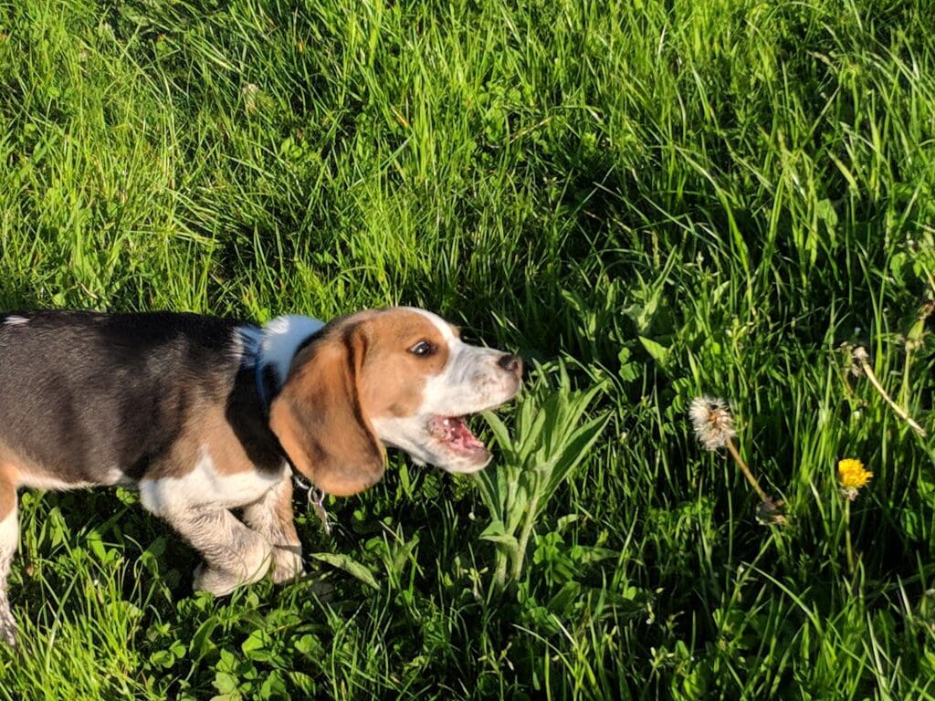 perro comiendo pasto