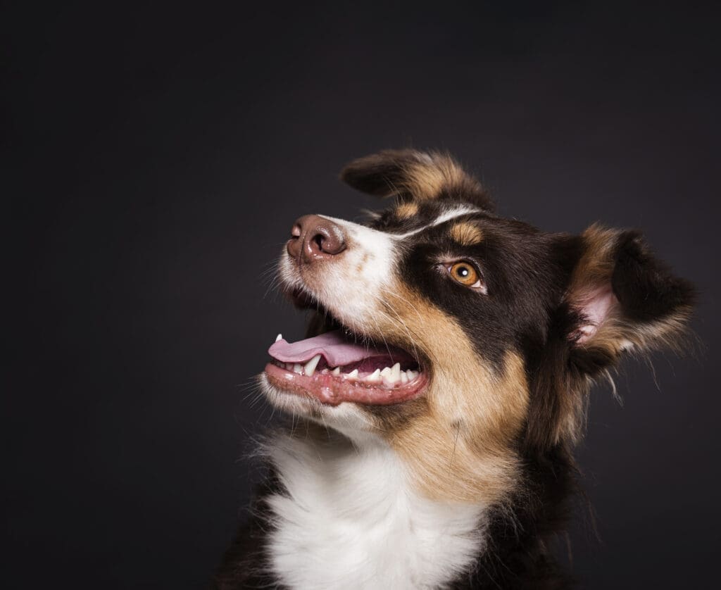 perro jadeando sentado