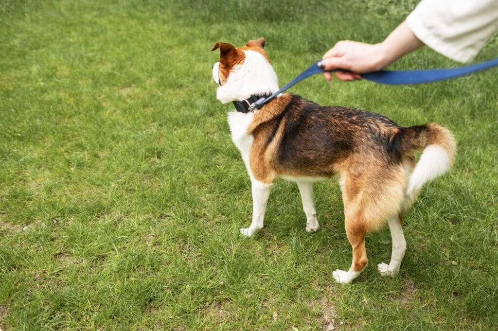 adiestramiento de perros
