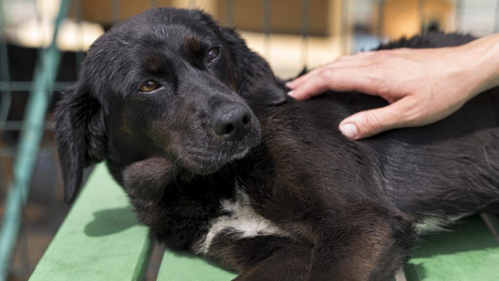 insuficiencia renal en perros