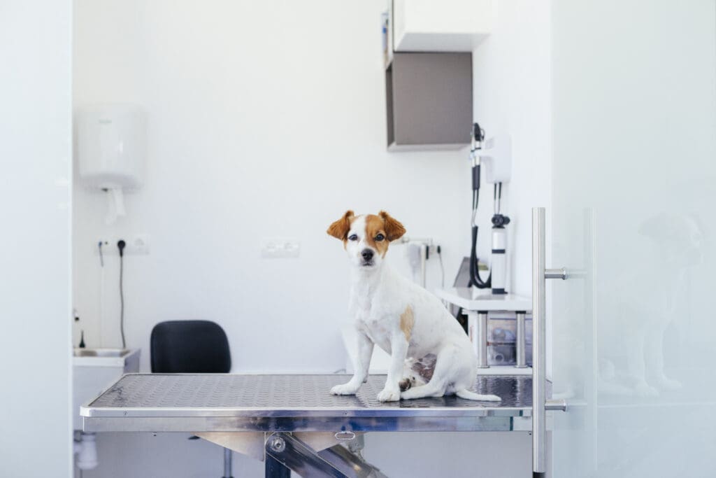 perro en visita al vet