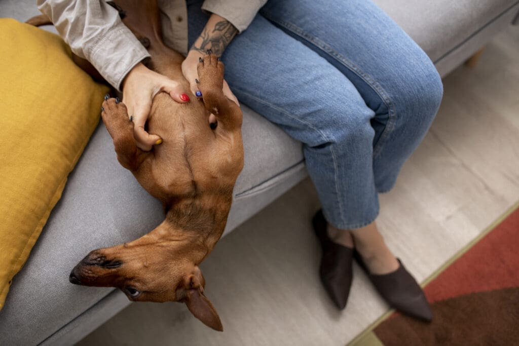 perro subido en el sofá