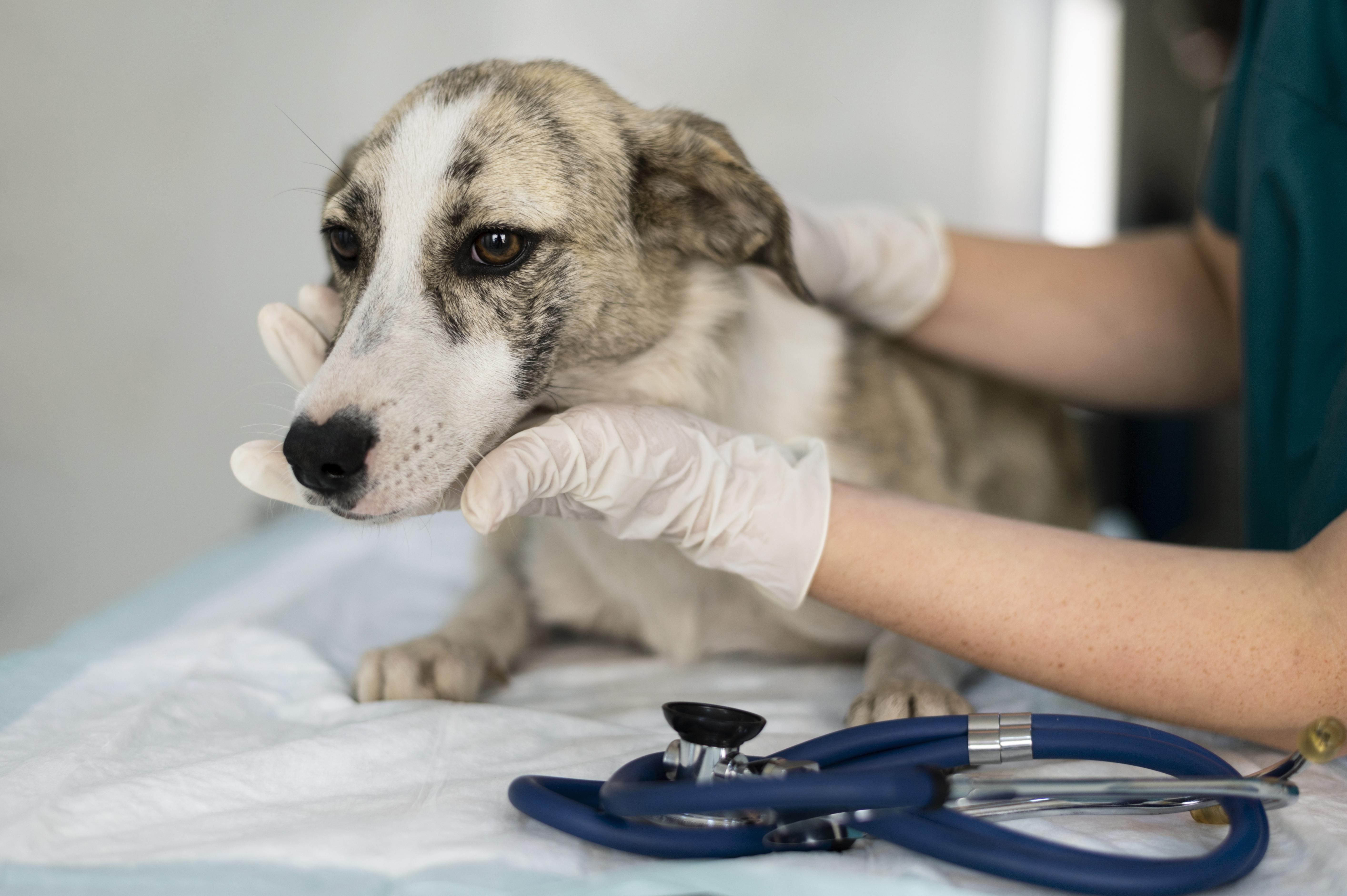 cáncer en perros
