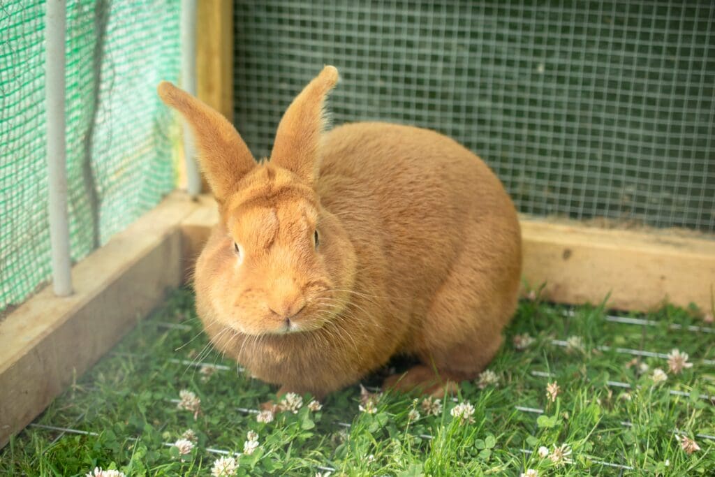 Conejo