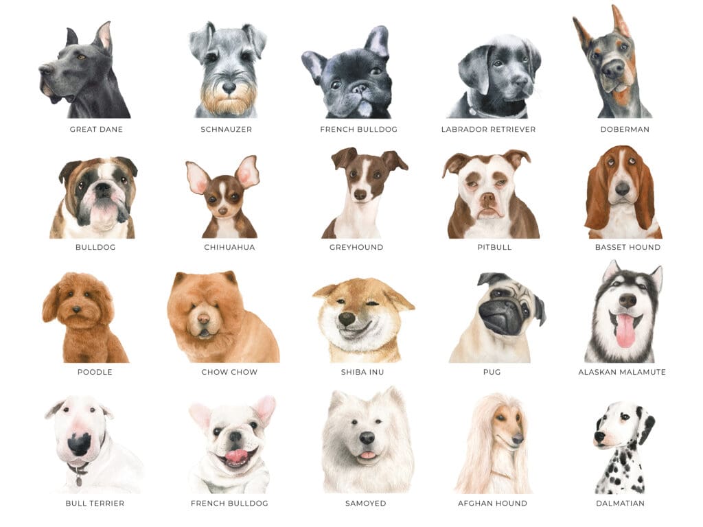 Perros