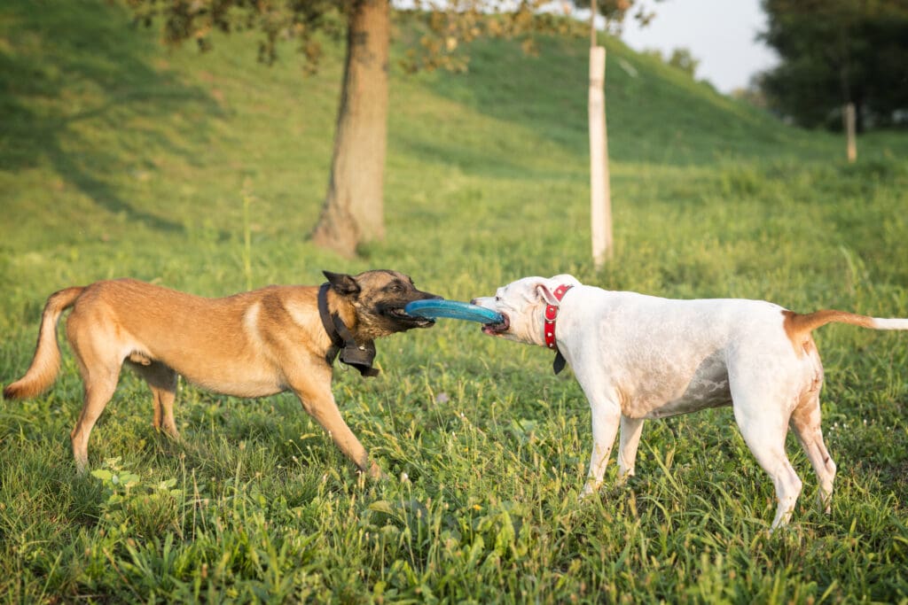 perros compartiendo un juguete