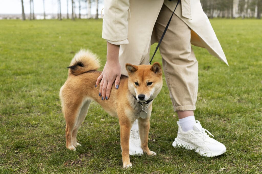 entrenamiento de perros cachorros