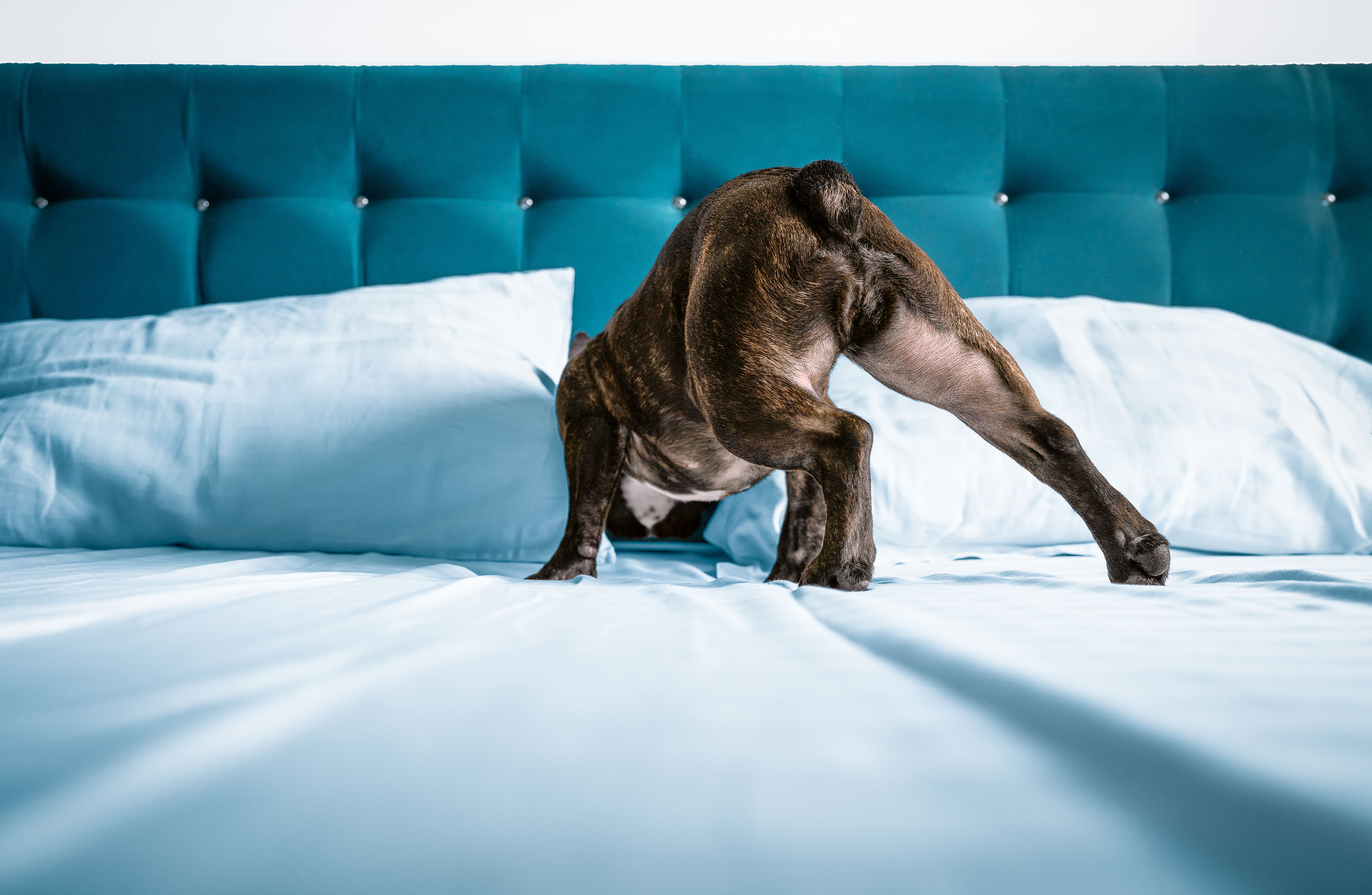 perro subido en la cama
