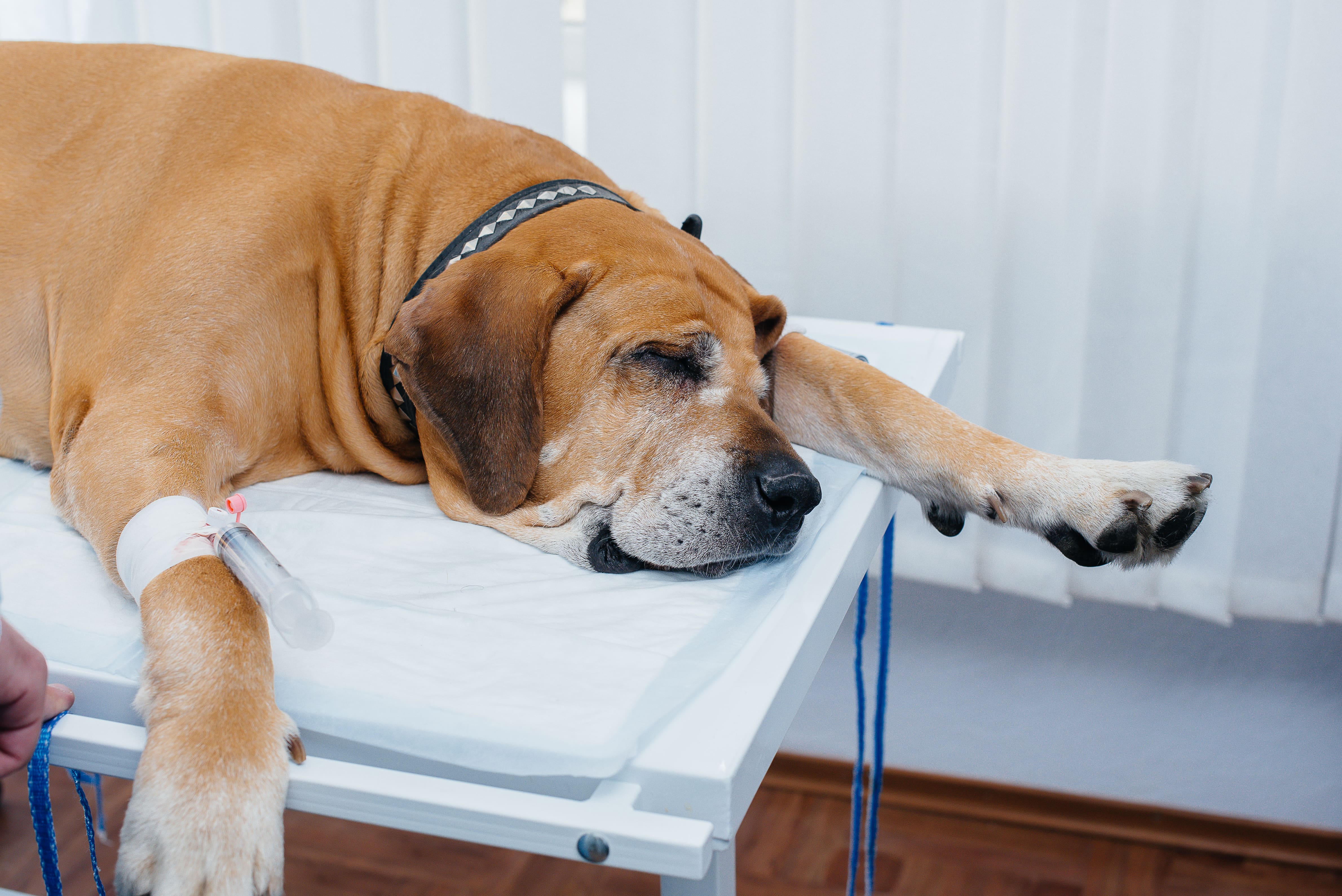 obesidad en perros