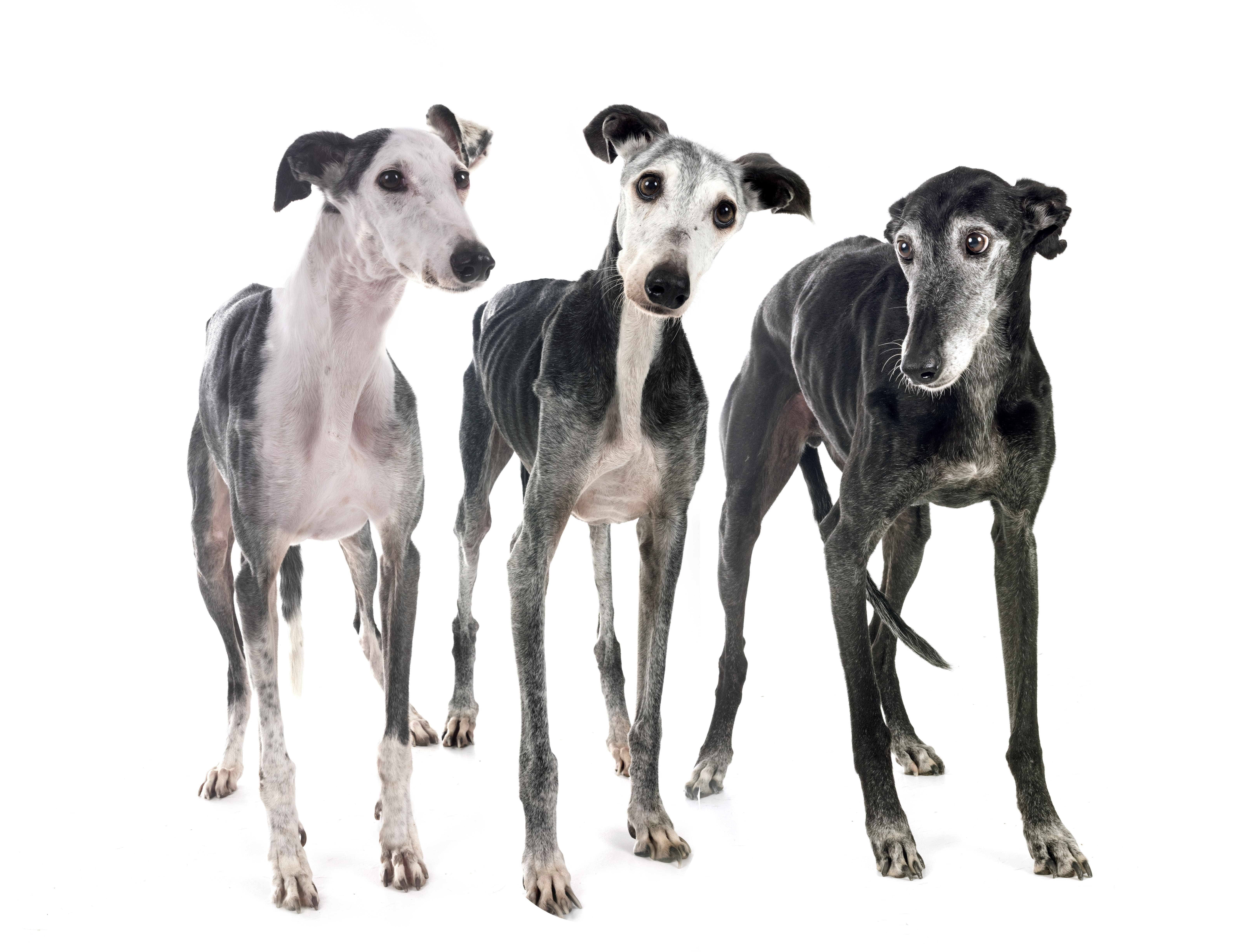 Galgo